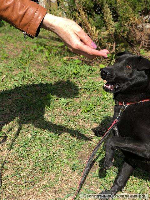 Метис черного шарпея молодая собака Моника в добрые руки