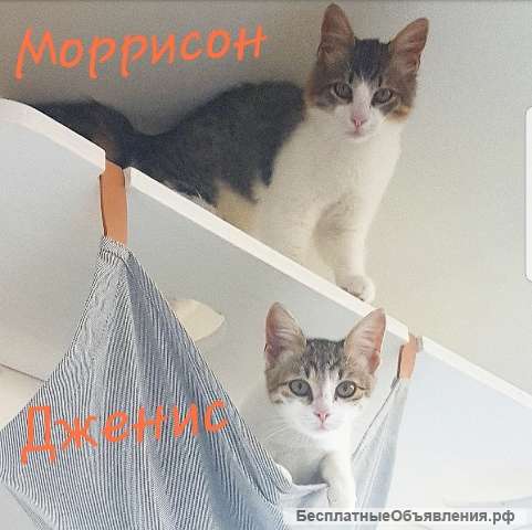 Красивые котятки брат и сестра в поисках дома