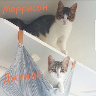Красивые котятки брат и сестра в поисках дома
