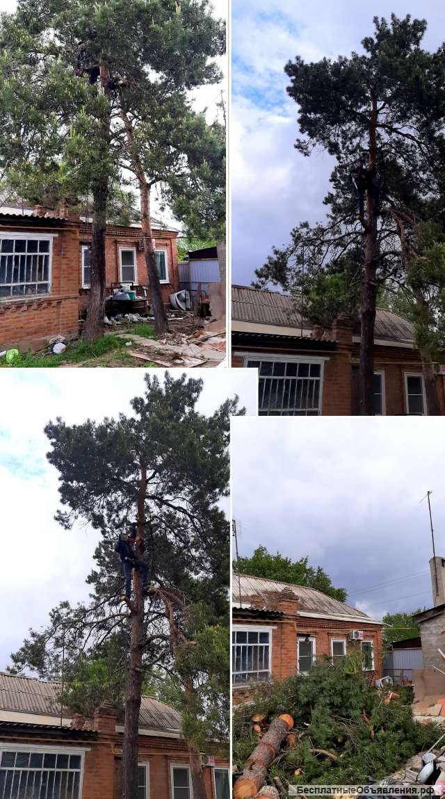 Спил деревьев