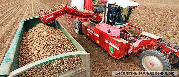 Картофель оптом +5 от производителя