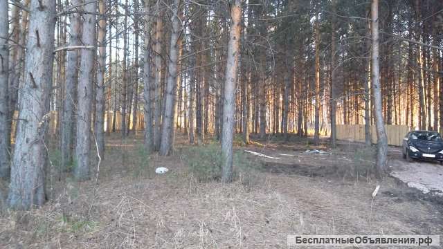 Земельный участок с вековым сосновым лесом в 5 минут езды от города