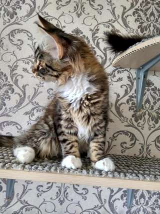 Мейн-кун кошечка