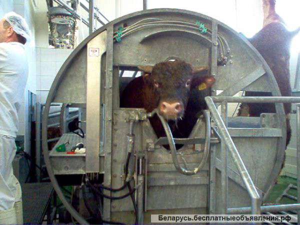 Оборудование для убоя скота, свиней