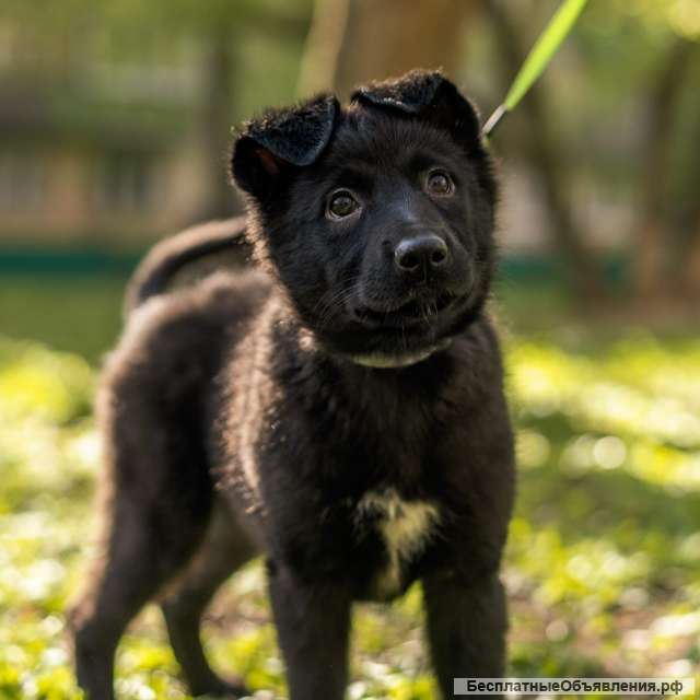 Три щенка в добрые руки