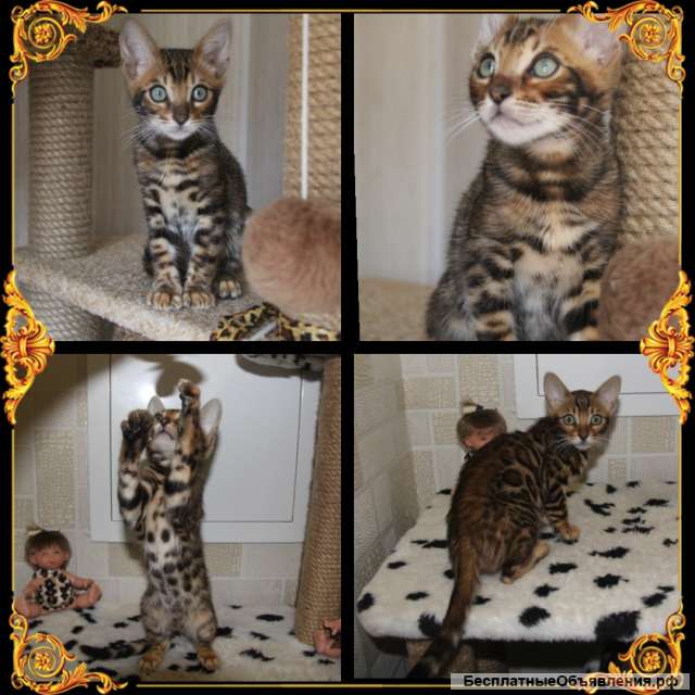 Бенгальские котята