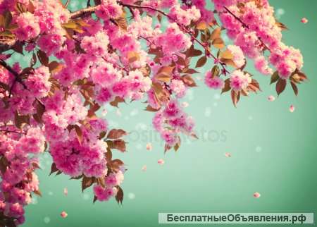 Гадалка
