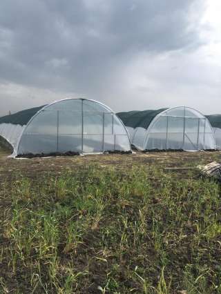 Партнёрство в готовом бизнесе по выращиванию клубники