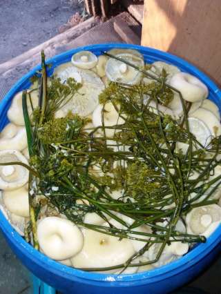 Грибы ( грузди)