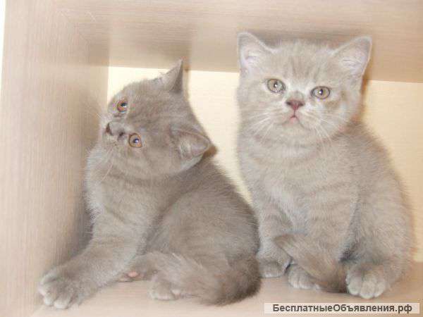 Лиловые британцы