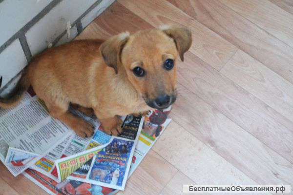 Отдам щенка
