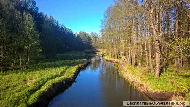 Уютный участок у хвойного леса