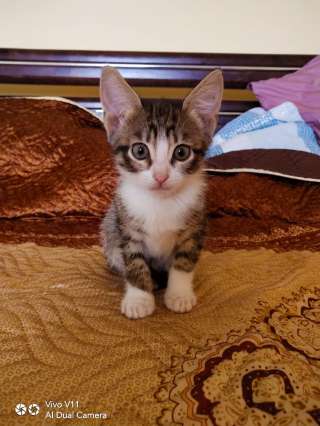 Четыре Чудо-котенка в Добрые руки
