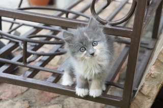 Маленькие котята