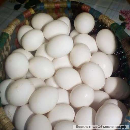 Яйцо домашнее деревенское