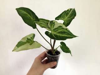 Сингониум Jade (Жаде)