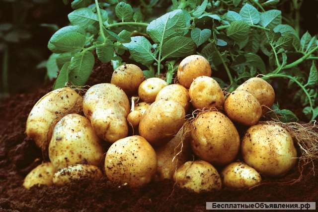 Ранний картофель, урожай 2019 год
