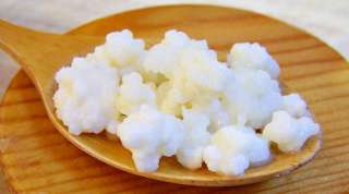 Молочный гриб