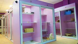 Гостиница для кошек