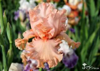 Іриси, Ирисы, Півники