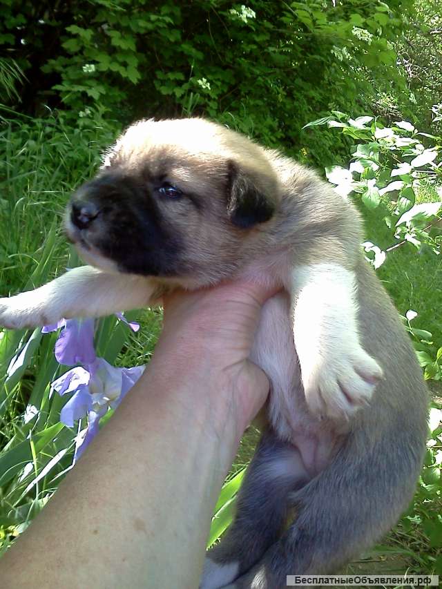 Щенки ищут хозяенв