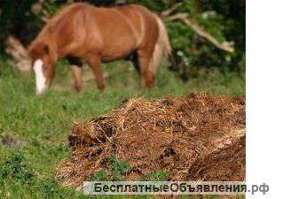Конский и коровий навоз (коровяк)