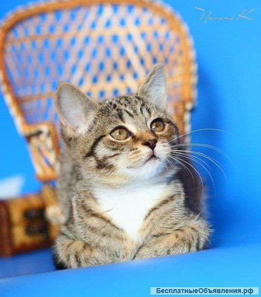 'Эрик котенок