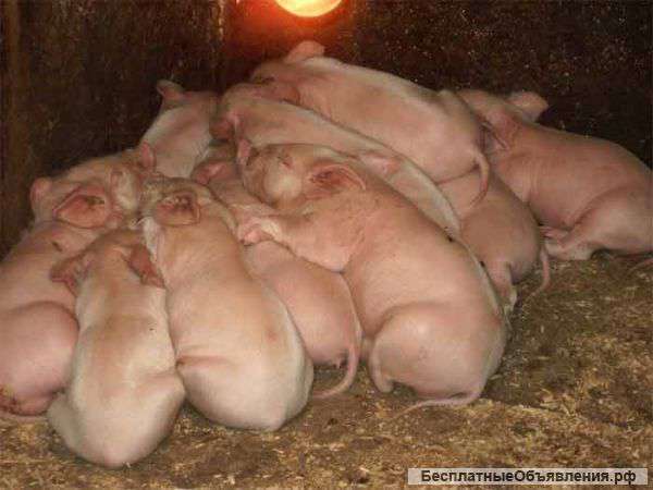 Поросята