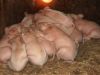 Поросята