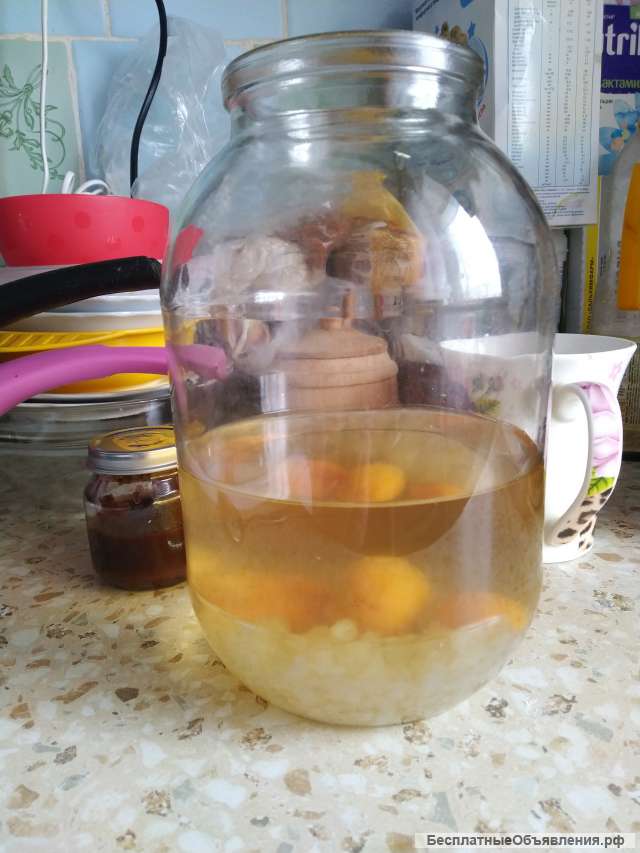 Кефирный гриб, чайный гриб, морской рис