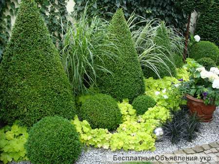 Самшит декоративный