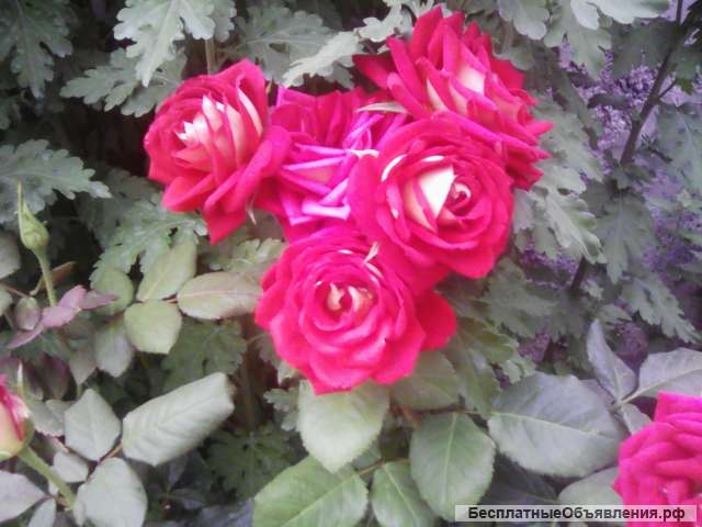 Меняю место в детском саду