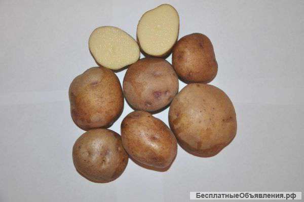 Синеглазка