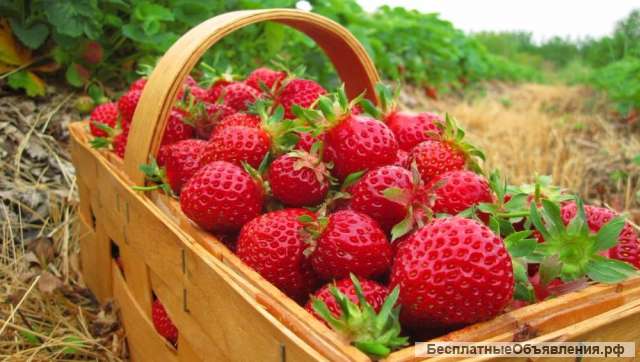 Сборщики клубники