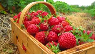 Сборщики клубники