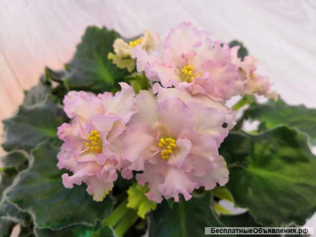 Сортовые фиалки и стрептокарпусы