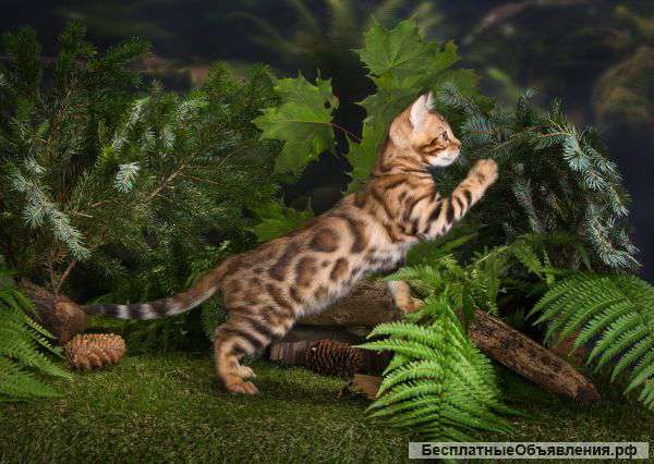 Бенгальские котята