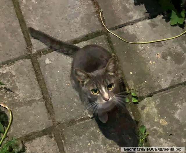 Найден серый кот на ул. Шагова