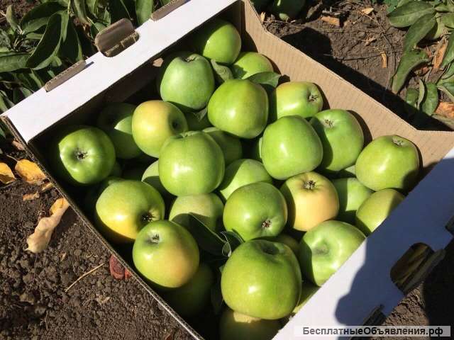 Яблоки калиброванные оптом от производителя