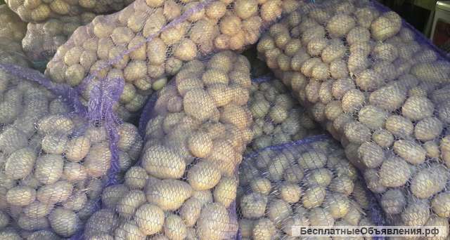 Молодой Картофель Калиброванный Оптом с Поля