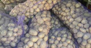 Молодой Картофель Калиброванный Оптом с Поля