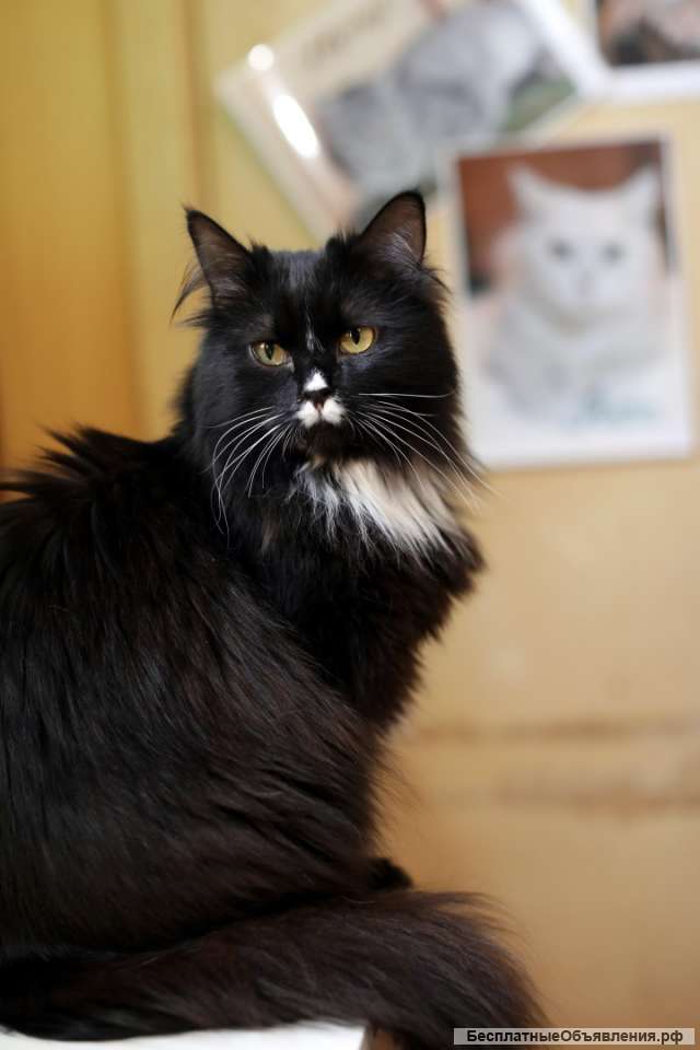 Клякса