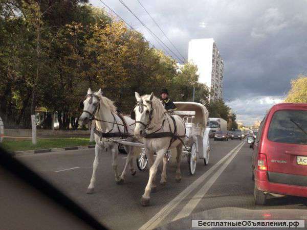 Вечерний курьер