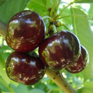 Черешня высокого качества оптом