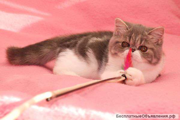 Нежное очарование