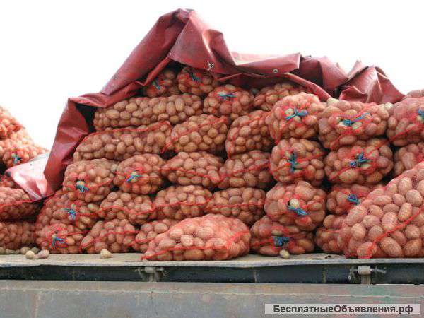 Картофель оптом +5 от крупнейшего фермерского хозяйства