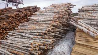 Купим кругляк березы