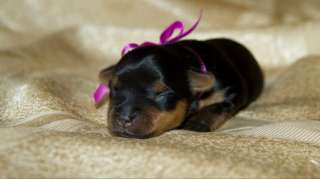 Той терьер мини бронь