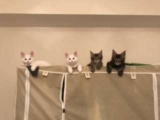 Котята Мейн Кун