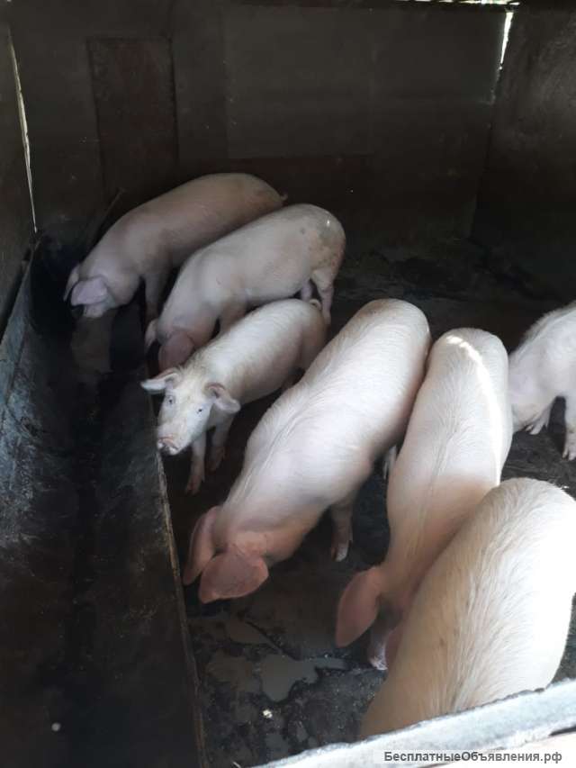 Домашние свиньи на мясо